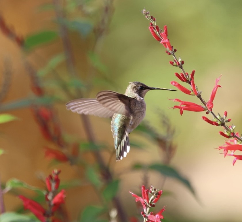 Black-chinned Hummingbird - ML611283365