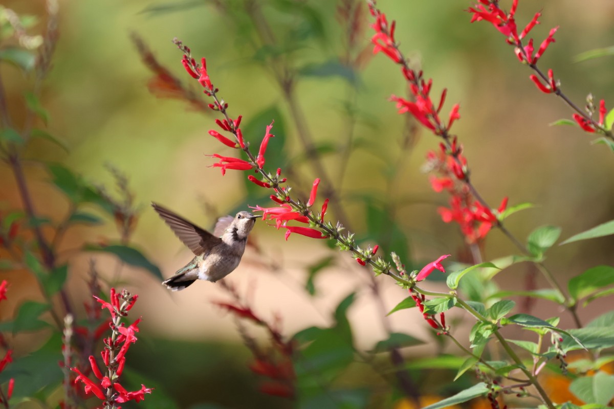Black-chinned Hummingbird - ML611283368