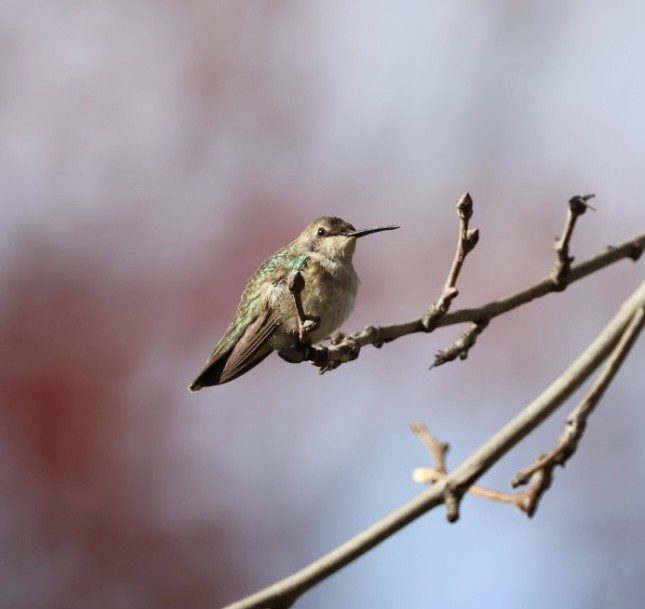 Black-chinned Hummingbird - Amanda Bielskas