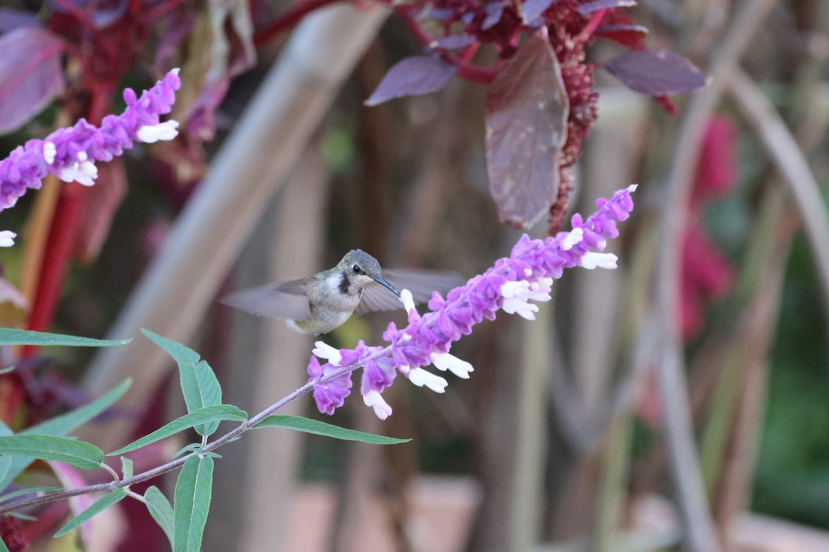 Black-chinned Hummingbird - ML611283370