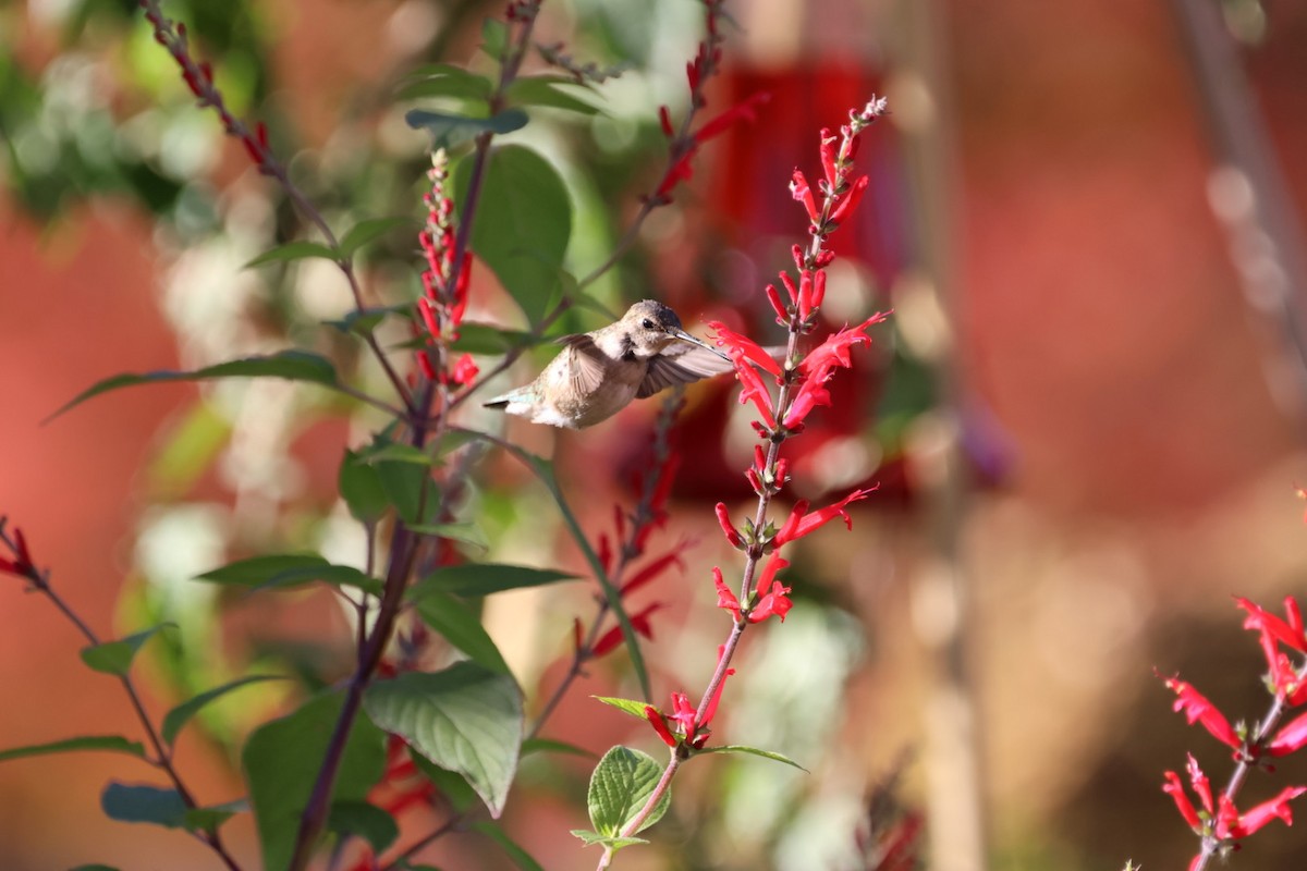 Black-chinned Hummingbird - ML611283372