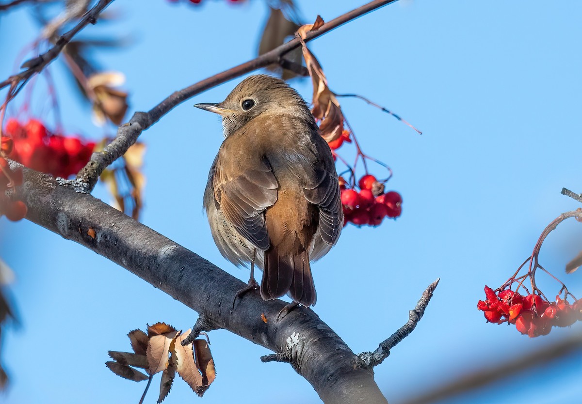 Hermit Thrush - ML611283393