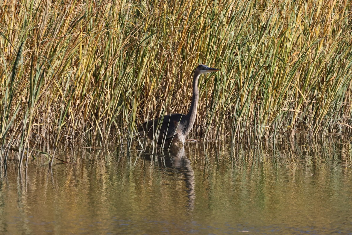 Great Blue Heron - ML611283399