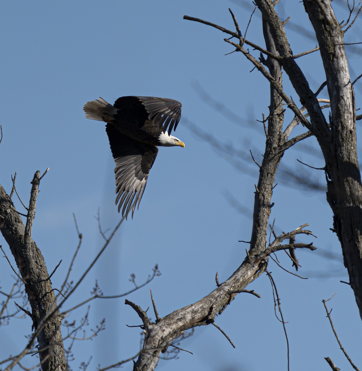 Weißkopf-Seeadler - ML611283465