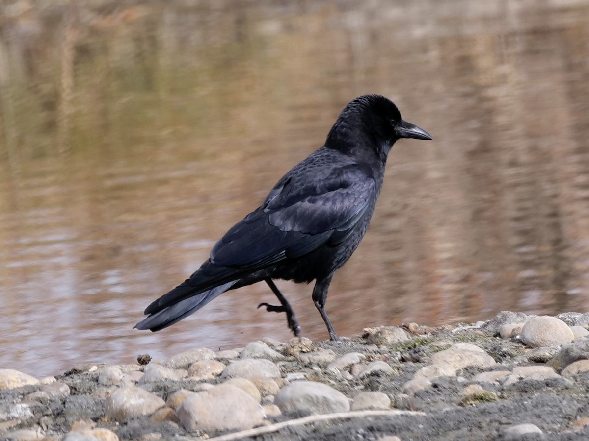 American Crow - ML611283514