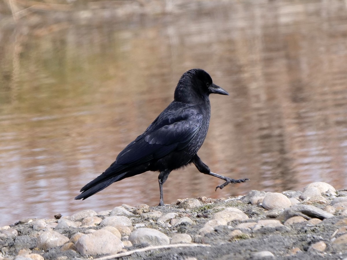 American Crow - ML611283515