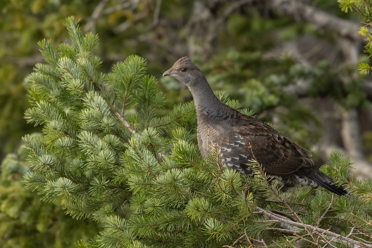 Sooty Grouse - Kyle Landstra