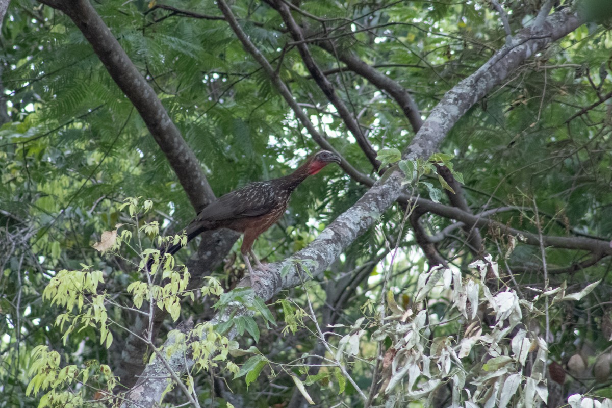 Chestnut-bellied Guan - ML611283559