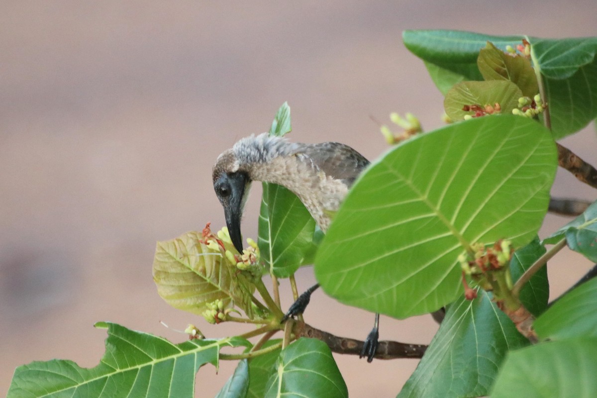 Little Friarbird - James Lambert