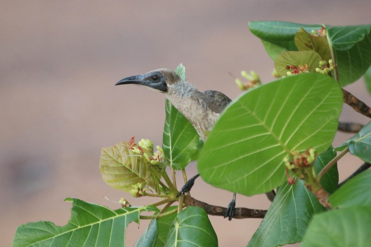 Little Friarbird - James Lambert