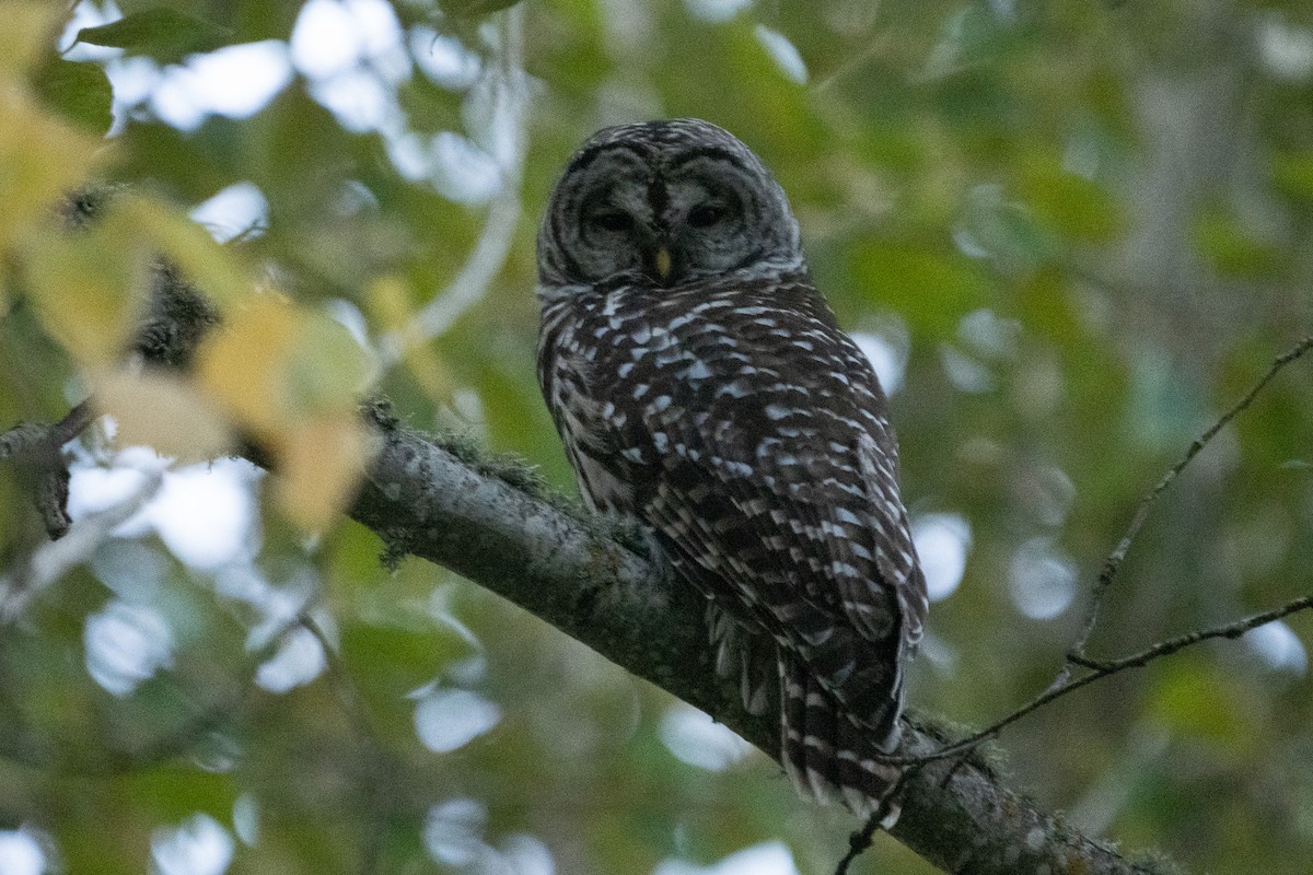 Barred Owl - ML611283656