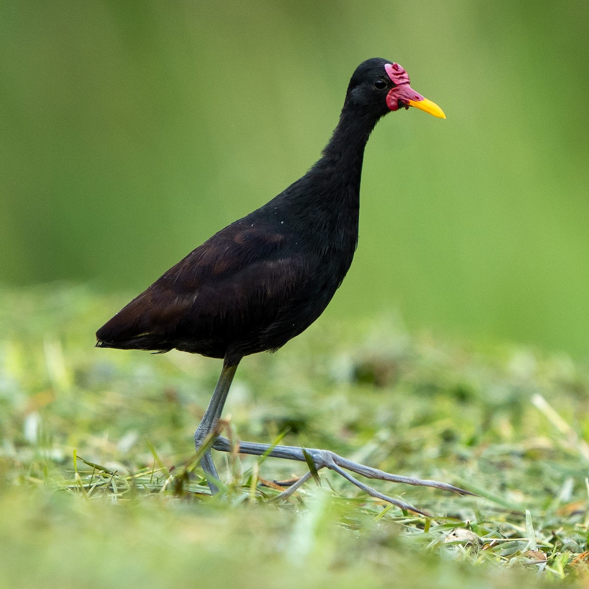 Wattled Jacana - Anthony Batista