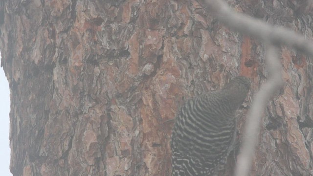 Williamson's Sapsucker - ML611283672