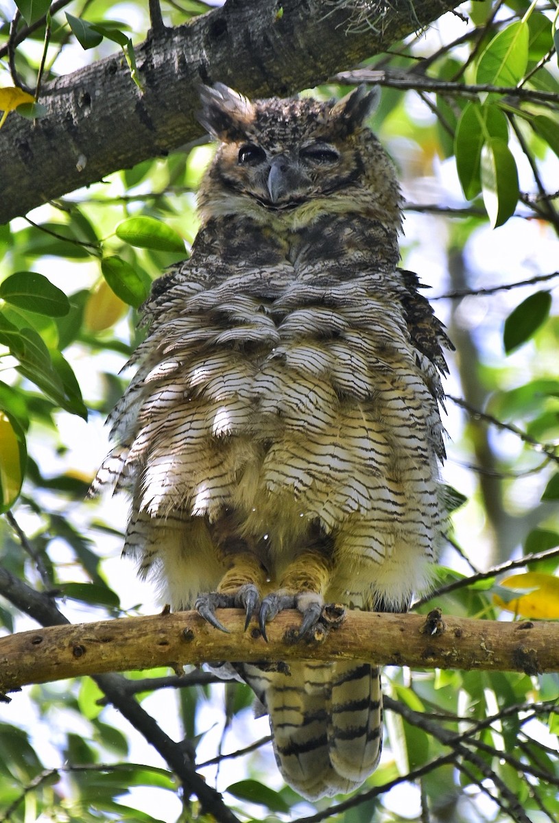 Great Horned Owl - Santiago Chávez