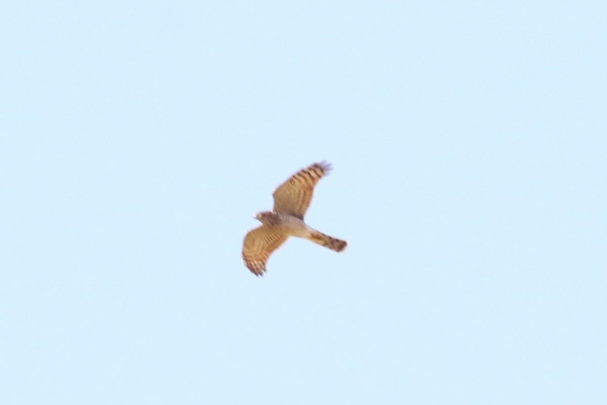Eurasian Sparrowhawk - ML611283696