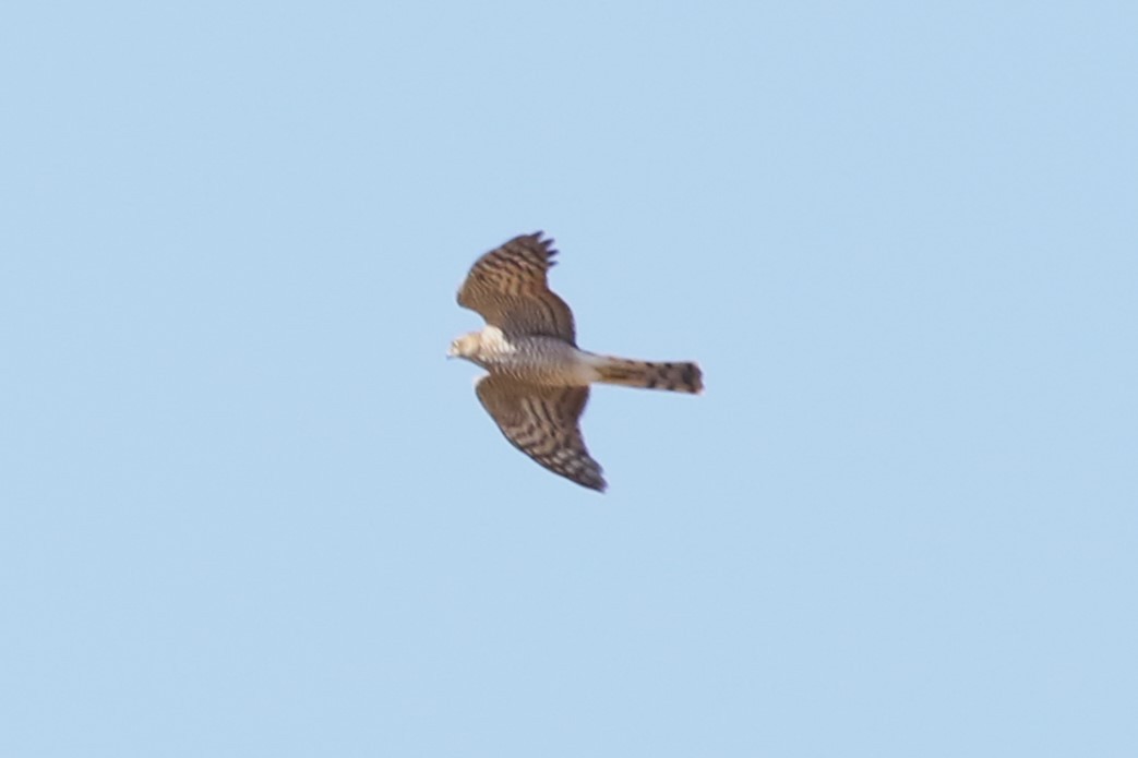 Eurasian Sparrowhawk - ML611283713