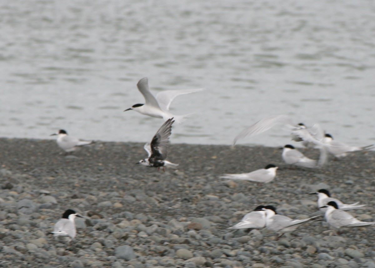 White-winged Tern - ML611283784