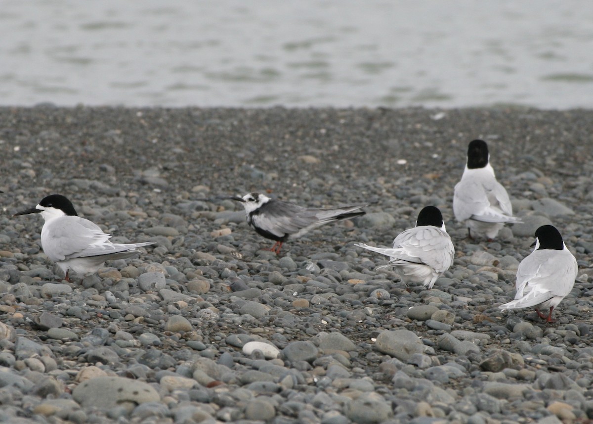 White-winged Tern - ML611283785