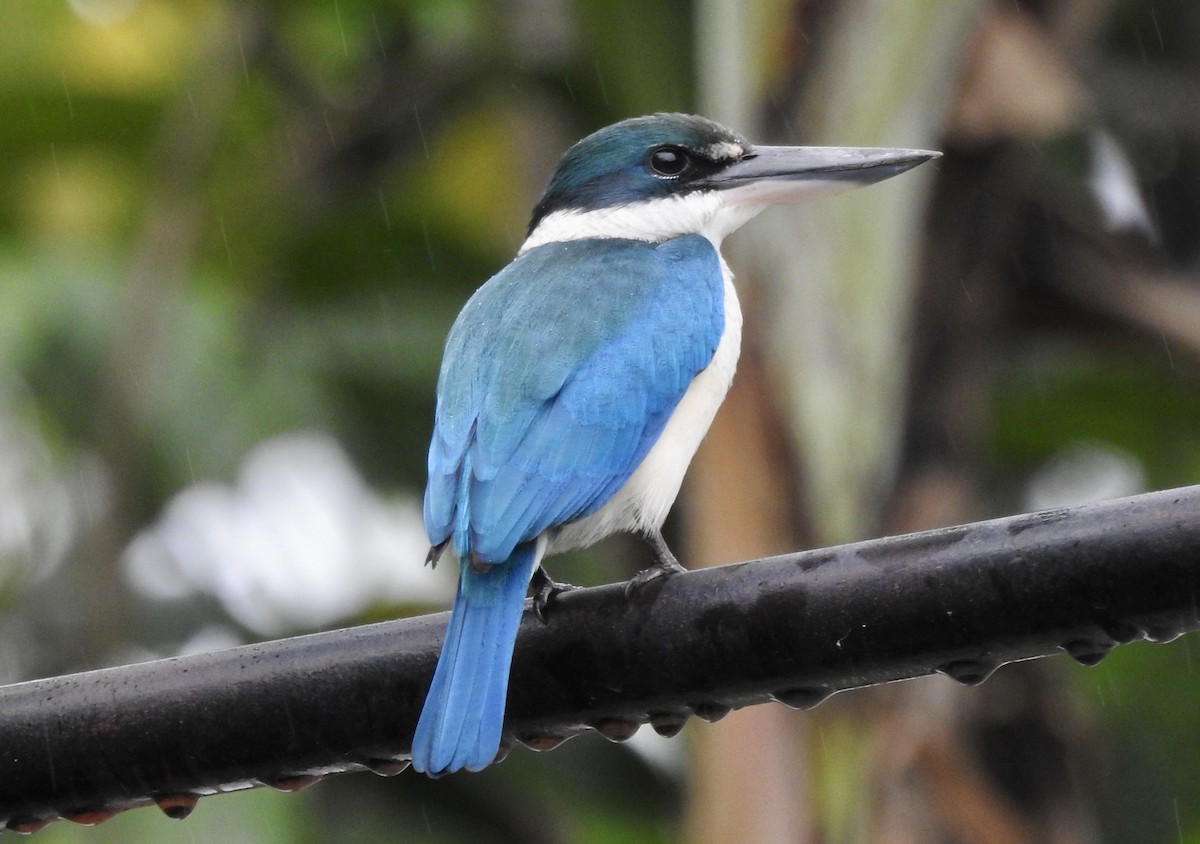 Collared Kingfisher - ML611283791