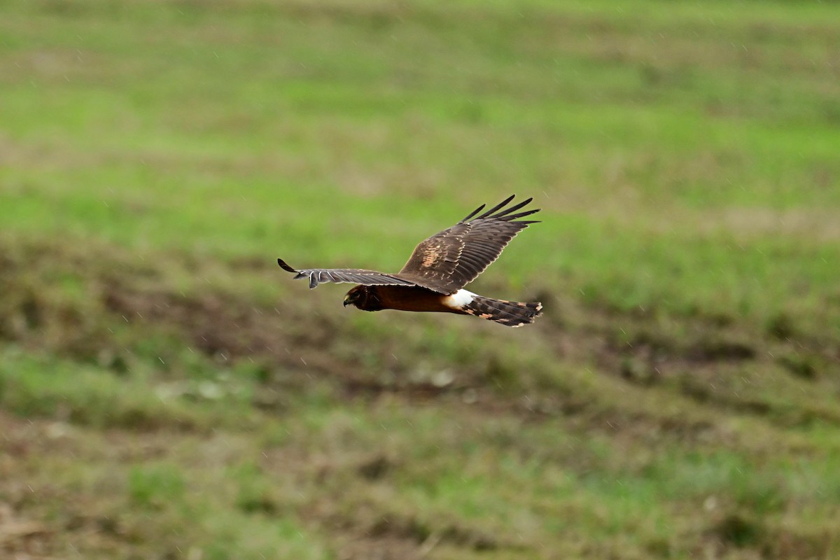 Northern Harrier - ML611283807