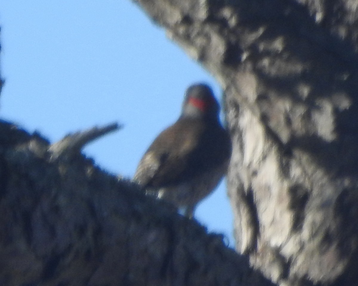 Northern Flicker - ML611283902