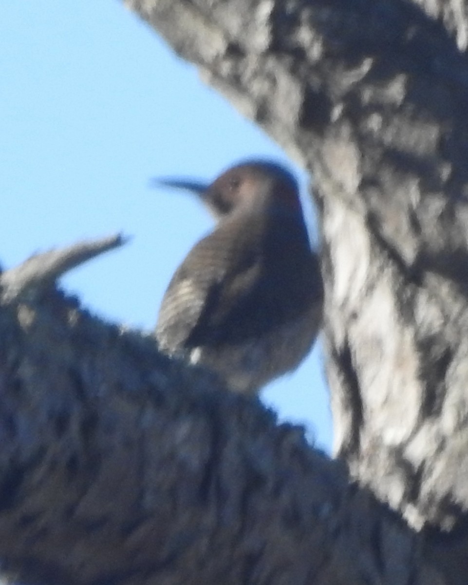 Northern Flicker - ML611283903