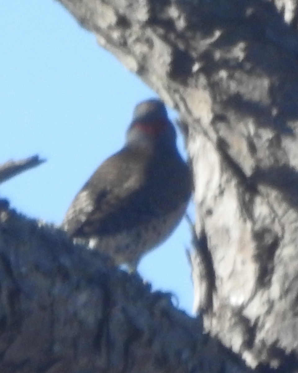 Northern Flicker - Wayne Longbottom