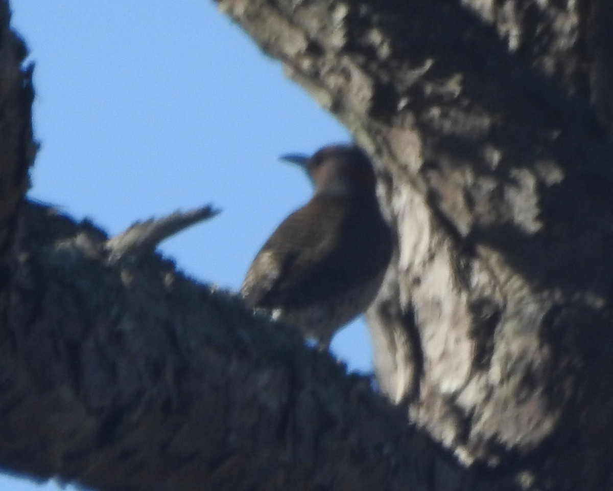 Northern Flicker - ML611283905