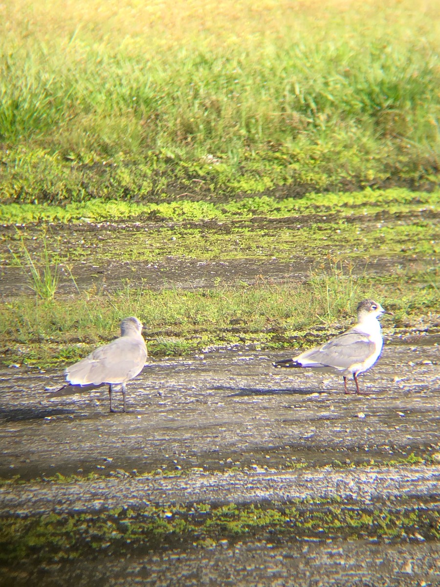 Laughing Gull - ML611284025