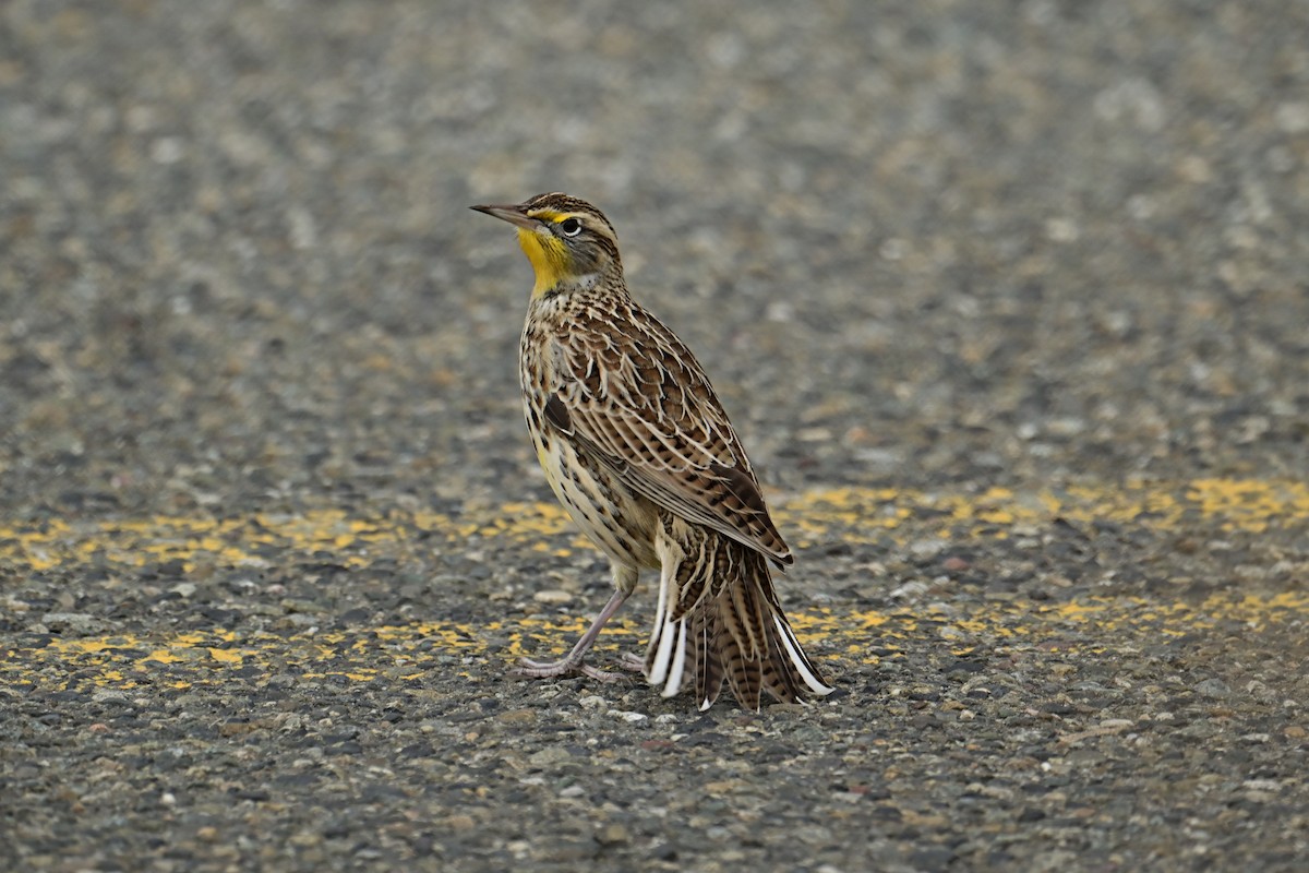 Western Meadowlark - ML611284063