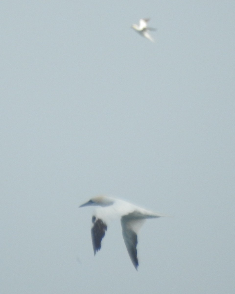 Northern Gannet - ML611284079