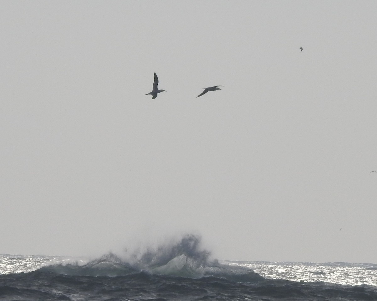 Northern Gannet - ML611284080