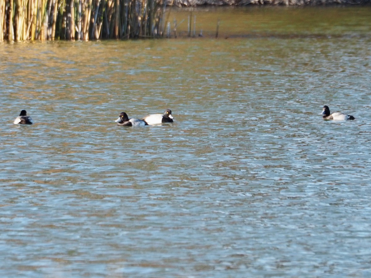 Lesser Scaup - ML611284236