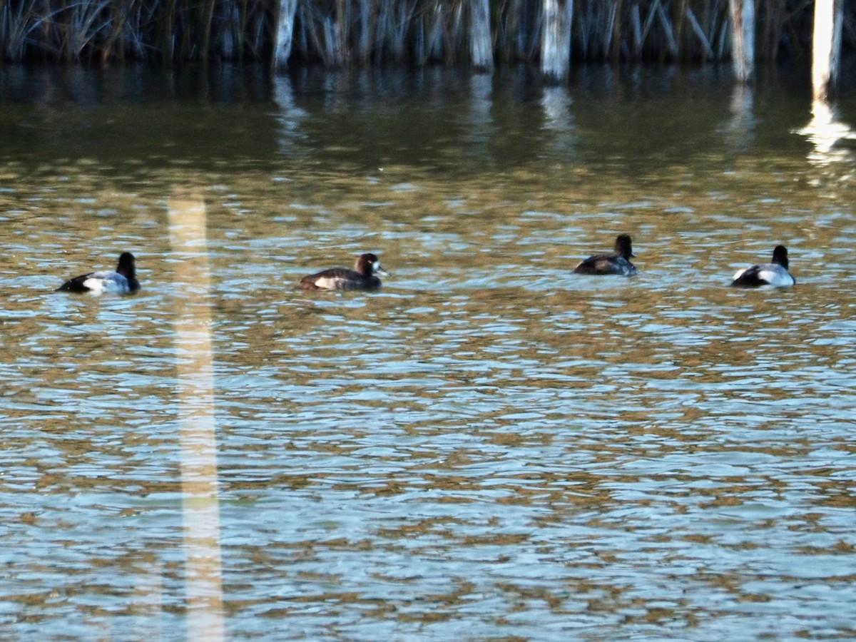 Lesser Scaup - ML611284237