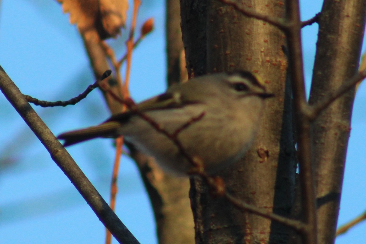 Golden-crowned Kinglet - Samuel Harris