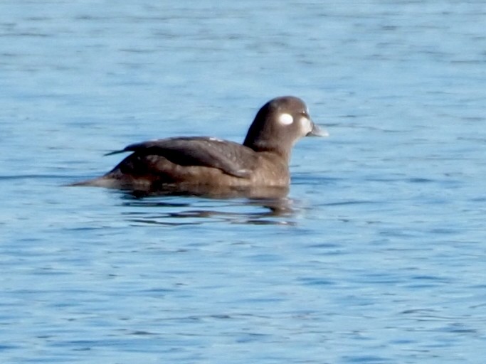 Pato Arlequín - ML611284265