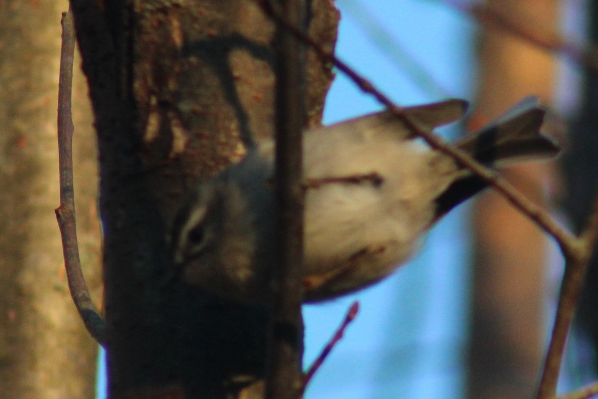 Golden-crowned Kinglet - ML611284286