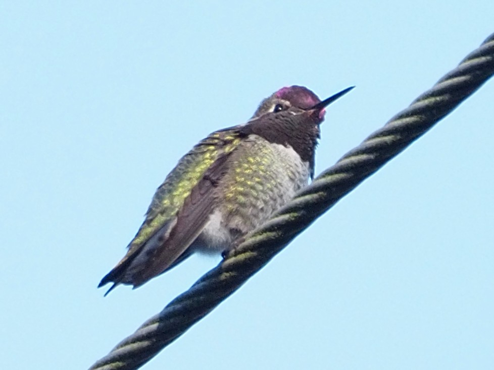 Anna's Hummingbird - ML611284305