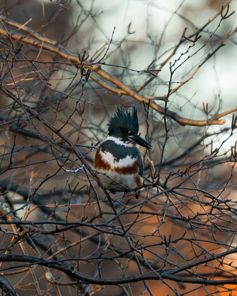 Belted Kingfisher - ML611284318