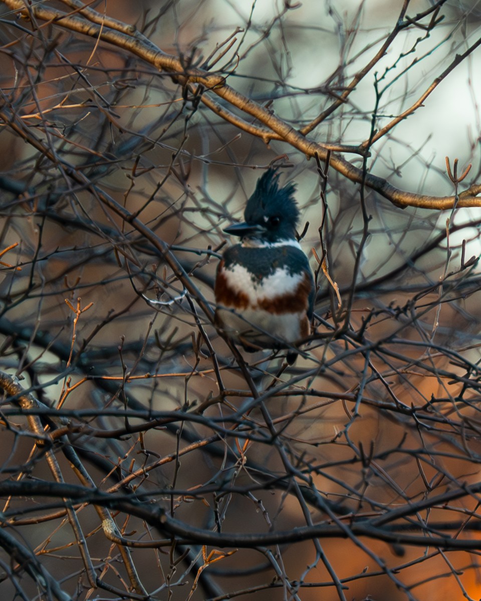 Belted Kingfisher - ML611284319