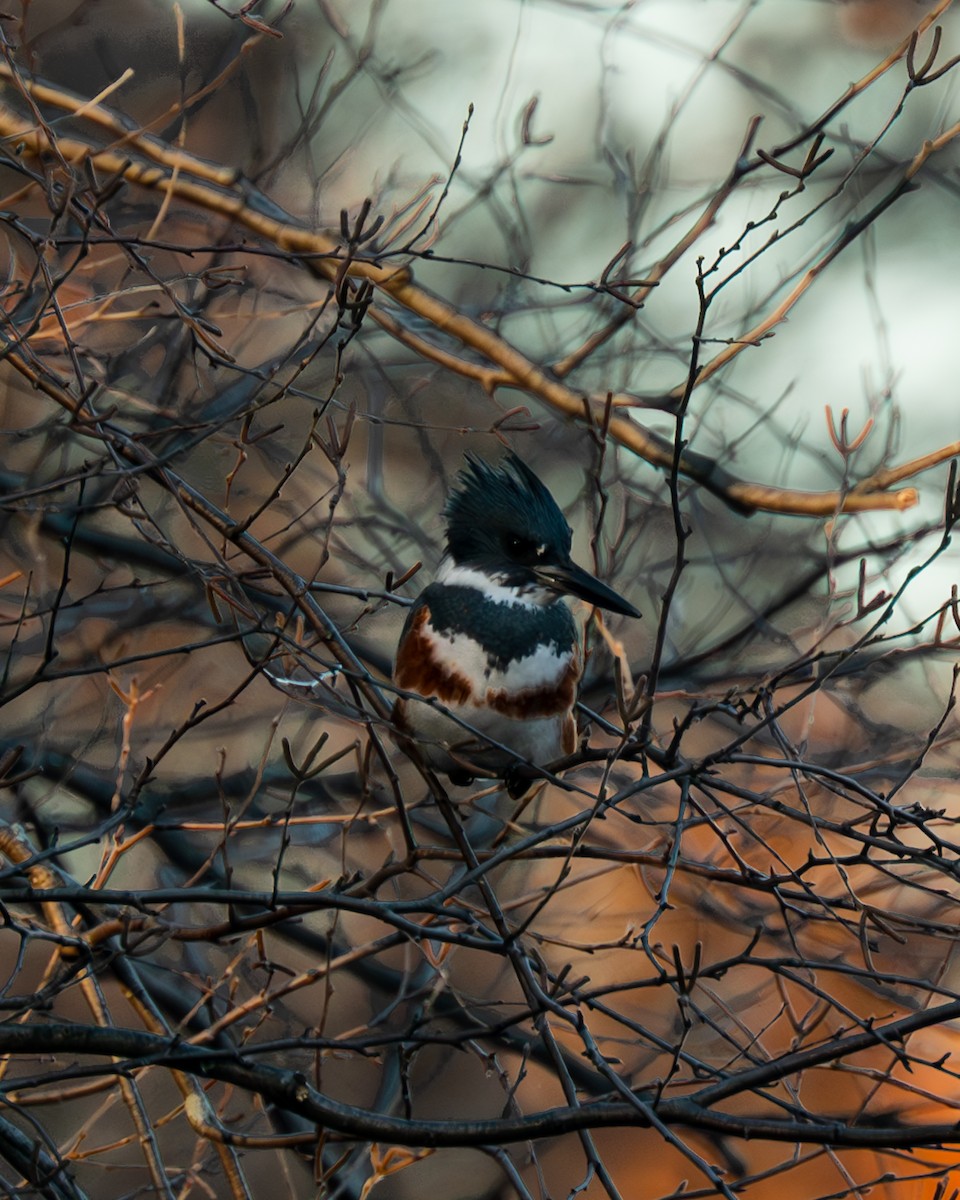 Belted Kingfisher - ML611284320
