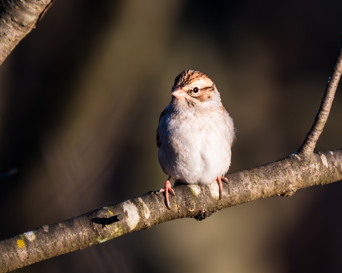 Chipping Sparrow - ML611284345