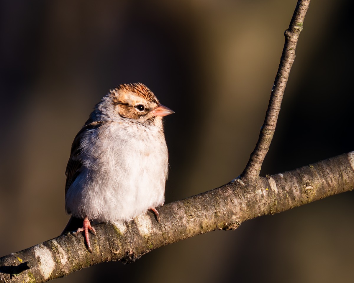 Chipping Sparrow - ML611284346