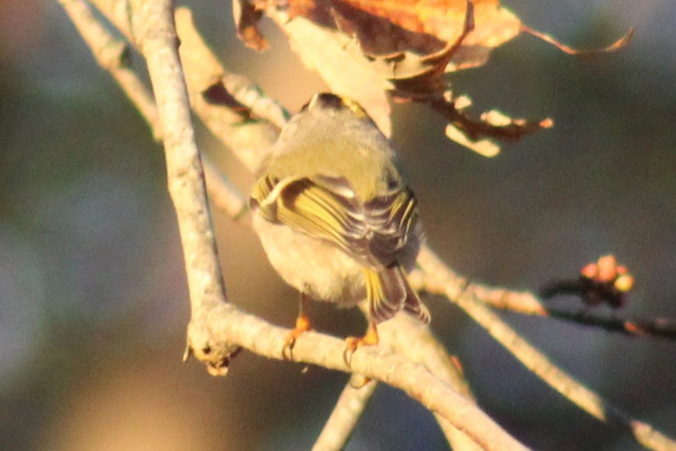 Golden-crowned Kinglet - ML611284354