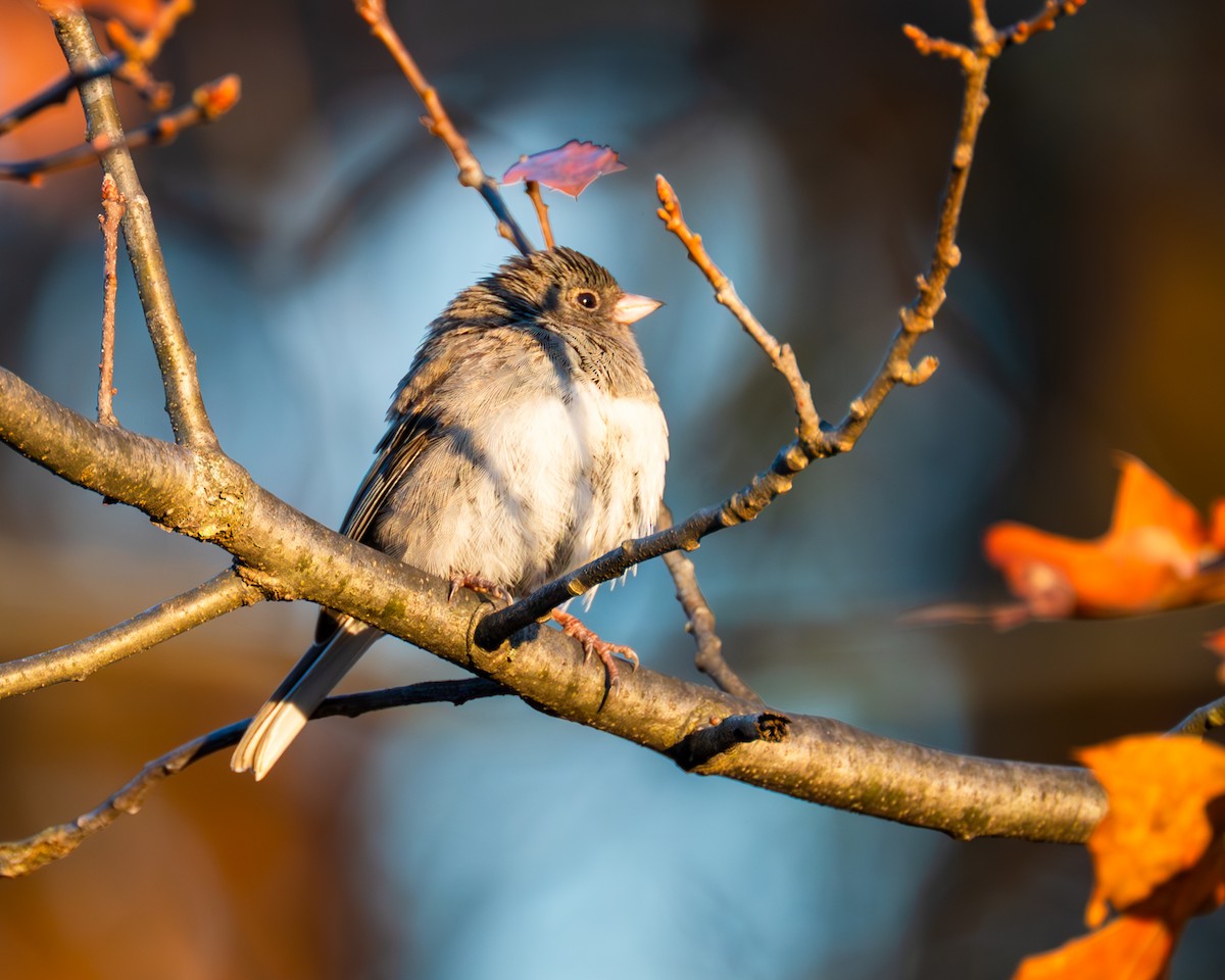 Junco Ojioscuro - ML611284382