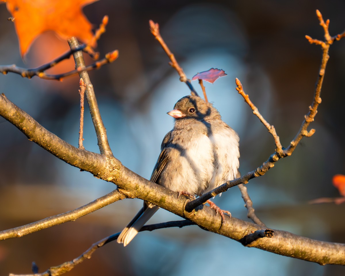 Dark-eyed Junco - ML611284385