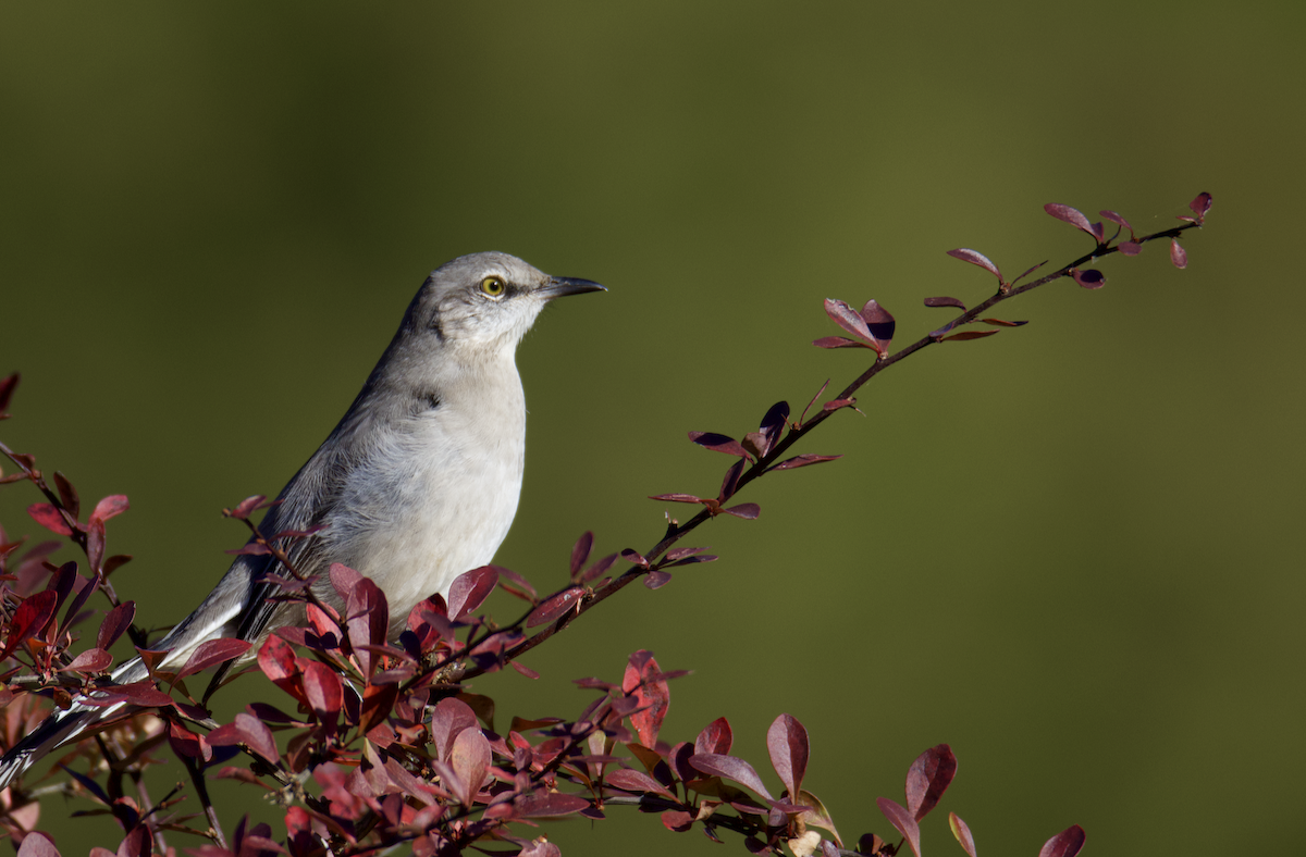 Northern Mockingbird - ML611284452