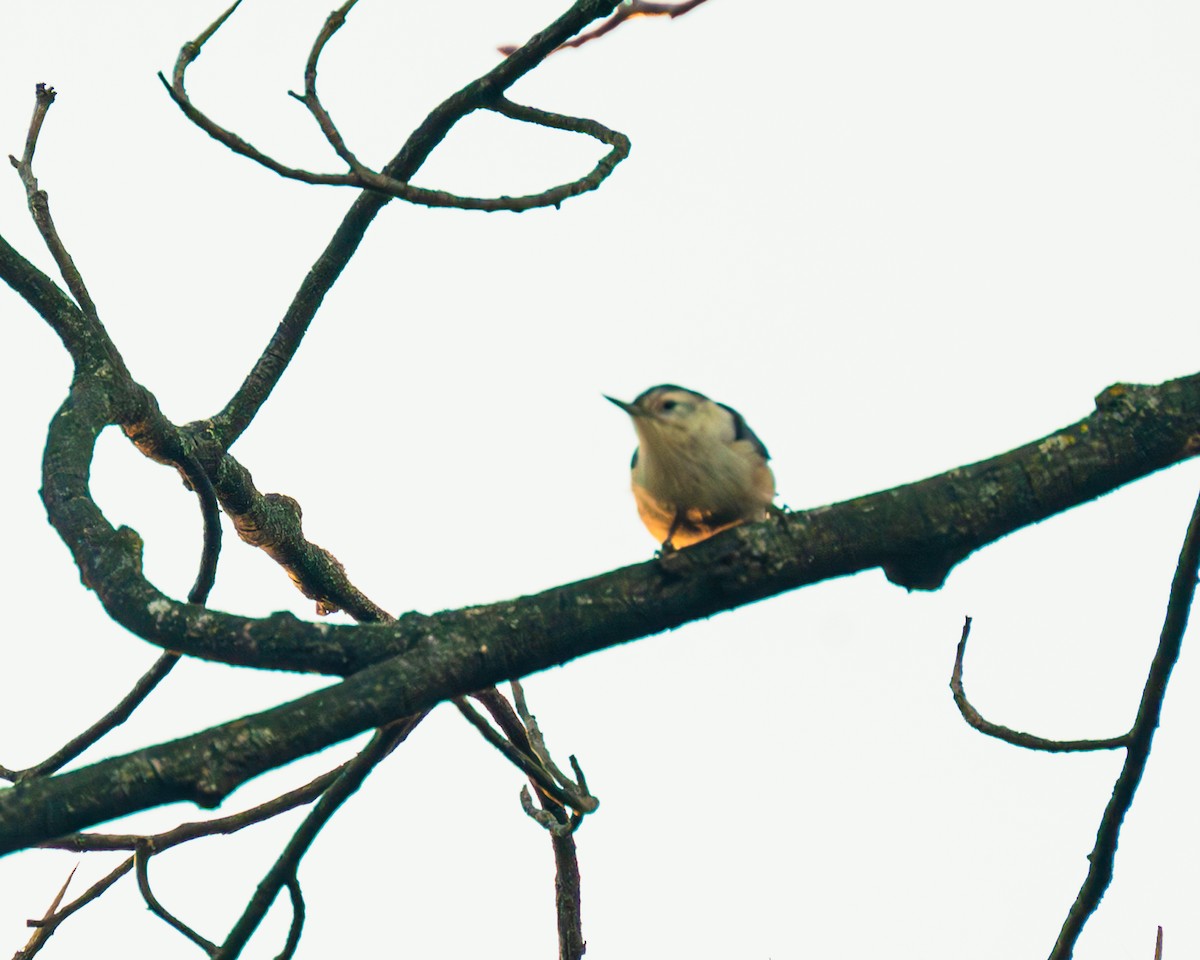 White-breasted Nuthatch - ML611284455