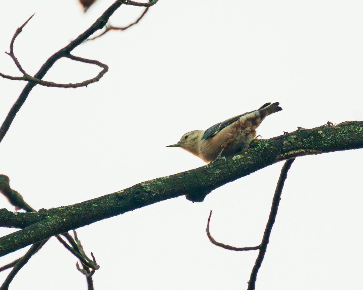 White-breasted Nuthatch - ML611284456