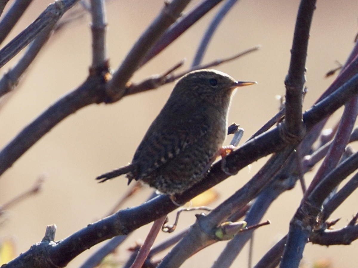 Pacific Wren - ML611284459